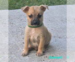 Small Photo #2 Chihuahua-Unknown Mix Puppy For Sale in Lakewood, CO, USA