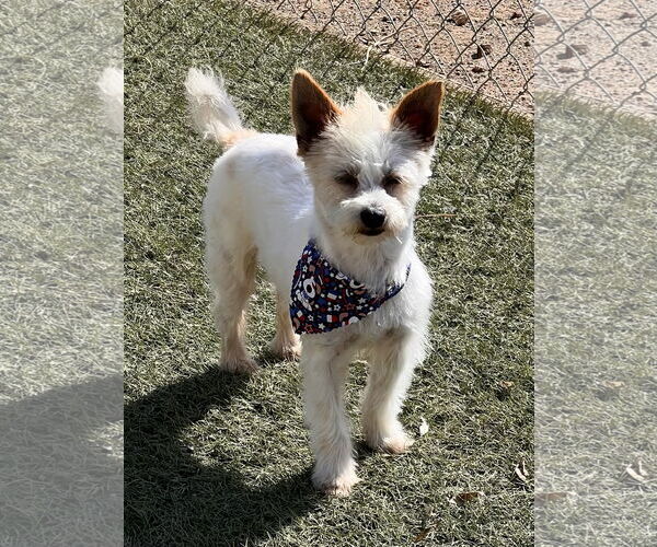 Medium Photo #3 Mutt Puppy For Sale in Menifee, CA, USA