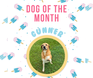 Gunner Dixon - Male Labrador Retriever-Unknown Mix Dog for Adoption - Photo #2
