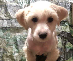 Chinese Crested Puppy for sale in EUGENE, OR, USA