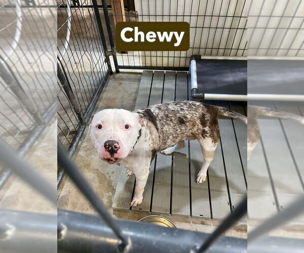 Medium Photo #3 Mutt Puppy For Sale in Foristell, MO, USA