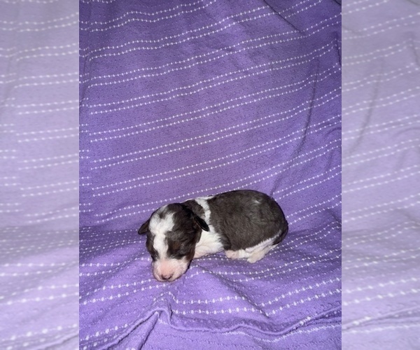 Medium Photo #2 Cavapoo-Poodle (Miniature) Mix Puppy For Sale in MUNFORDVILLE, KY, USA