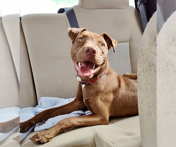 Medium Photo #3 Chocolate Labrador retriever-Unknown Mix Puppy For Sale in Williamsburg, NM, USA