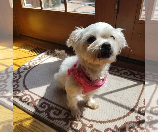 Medium Photo #2 Maltese-Unknown Mix Puppy For Sale in Wheaton, IL, USA
