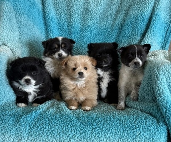 Medium Photo #5 Pomeranian Puppy For Sale in CURTISS, WI, USA