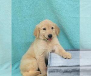 Golden Retriever Puppy for sale in SHILOH, OH, USA