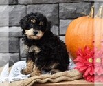 Small Photo #2 Cavapoo Puppy For Sale in SUNBURY, PA, USA