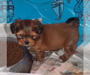ShihPoo Puppy for sale in SPOTSYLVANIA, VA, USA