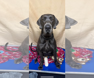 Great Dane Dogs for adoption in Valparaiso, IN, USA