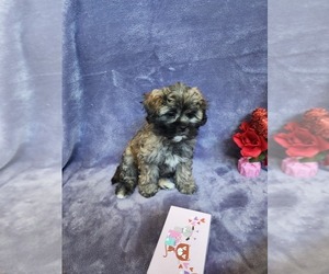 Shih-Poo Puppy for sale in HOUSTON, TX, USA