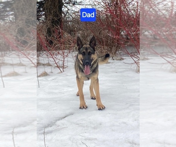 Medium Photo #3 German Shepherd Dog Puppy For Sale in MOUNTAIN LAKE, MN, USA