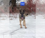 Small #2 German Shepherd Dog