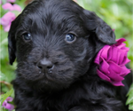 Small English Cream Golden Retriever-Poodle (Standard) Mix