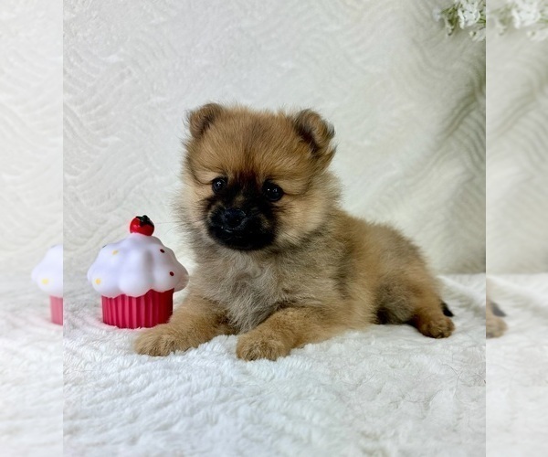 Medium Photo #5 Pomeranian Puppy For Sale in GREENFIELD, IN, USA