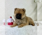 Small #4 Pomeranian