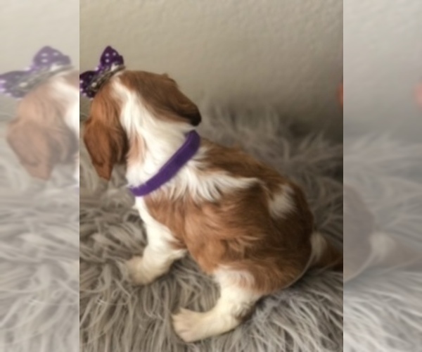 Medium Photo #3 Cavalier King Charles Spaniel Puppy For Sale in RIVERSIDE, CA, USA