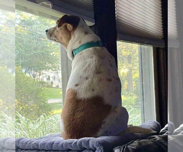 Medium Photo #21 Jack-A-Bee Puppy For Sale in Boonton, NJ, USA