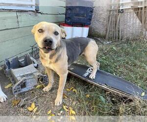 American Staffordshire Terrier-Unknown Mix Dogs for adoption in Grand Prairie, TX, USA