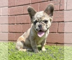 Small Photo #23 French Bulldog Puppy For Sale in LITTLE ROCK, AR, USA