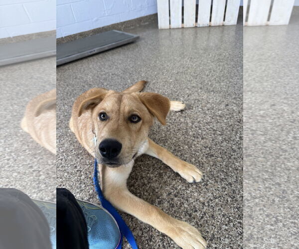 Medium Photo #7 Labrador Retriever-Unknown Mix Puppy For Sale in San Diego, CA, USA