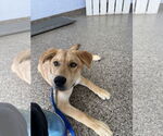 Small #6 Labrador Retriever Mix