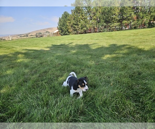 Medium Photo #2 Rat Terrier Puppy For Sale in ELLENSBURG, WA, USA