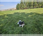 Small Photo #2 Rat Terrier Puppy For Sale in ELLENSBURG, WA, USA