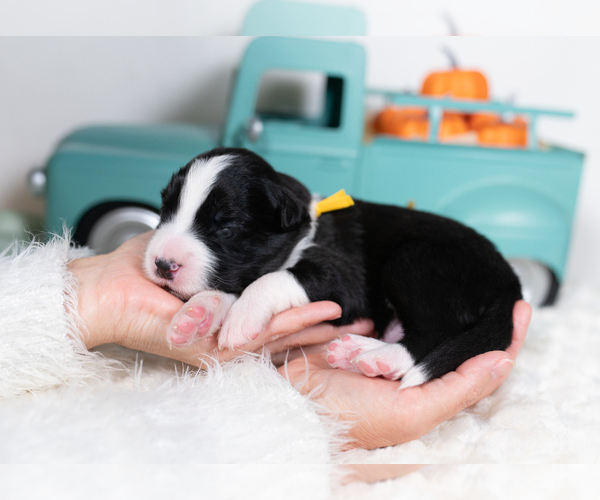 Medium Photo #3 Border Collie Puppy For Sale in CONWAY, MO, USA