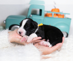 Small #2 Border Collie