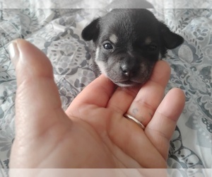 Chihuahua Puppy for sale in MILAN, IN, USA