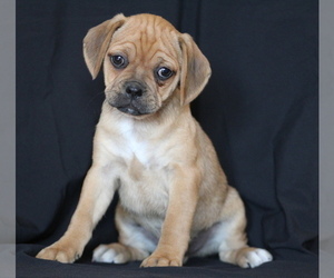 Puggle Puppy for sale in ANDERSONVILLE, VA, USA