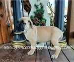 Small #2 Mastiff
