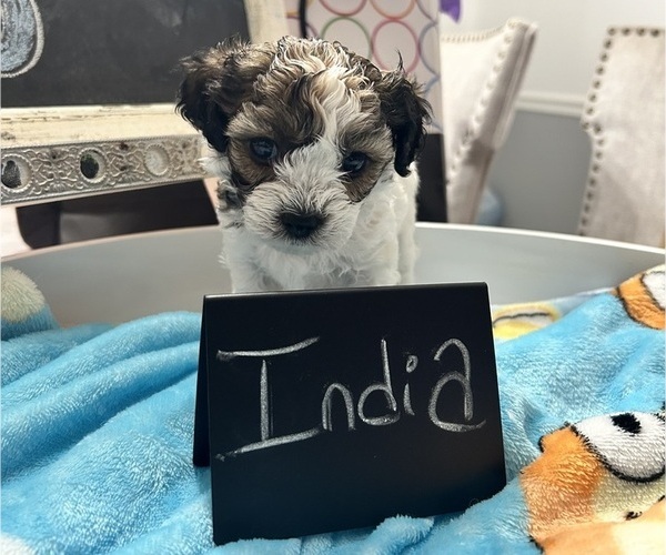 Medium Photo #17 YorkiePoo Puppy For Sale in MONTGOMERY VILLAGE, MD, USA