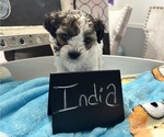 Puppy 5 YorkiePoo