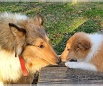 Puppy HF3 Collie