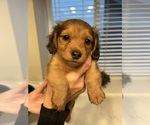 Small #5 Dachshund