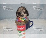 Small #13 Poodle (Toy)