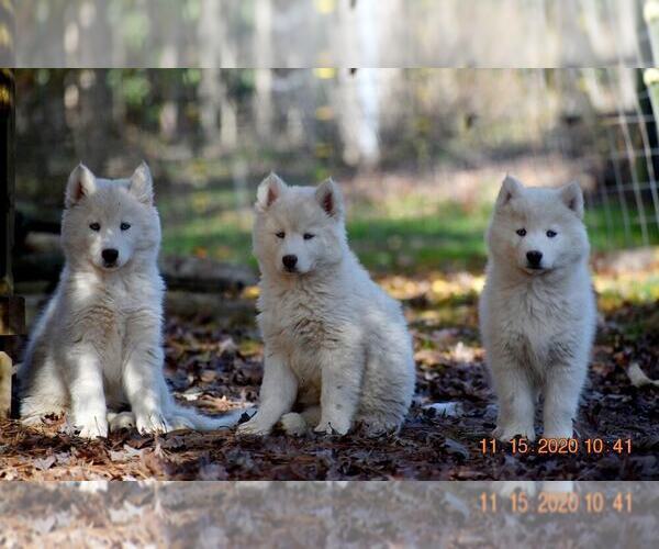 Medium Photo #17 Siberian Husky Puppy For Sale in DINWIDDIE, VA, USA