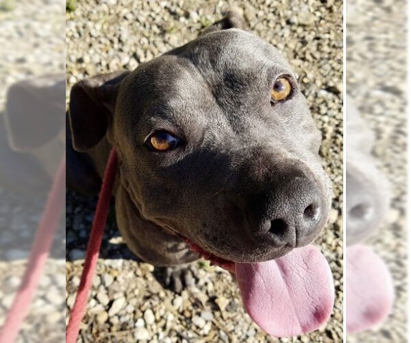 Medium Photo #2 American Pit Bull Terrier-Unknown Mix Puppy For Sale in Blacklick, OH, USA