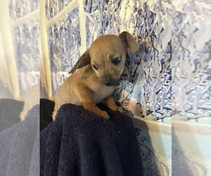 Chihuahua Dogs for adoption in San Diego, CA, USA