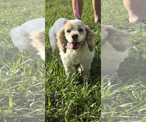 Cocker Spaniel Dogs for adoption in ft lauderdale, FL, USA