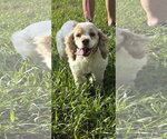 Small Cocker Spaniel
