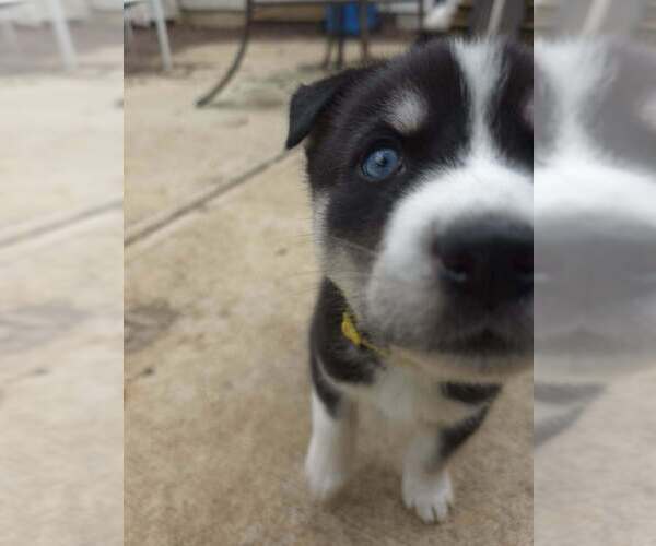 Medium Photo #3 Siberian Husky-Unknown Mix Puppy For Sale in Raleigh, NC, USA