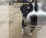 Small #2 Siberian Husky Mix