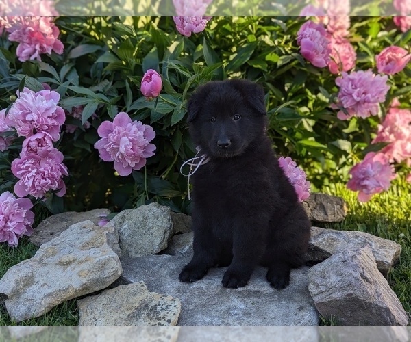 Medium Photo #15 Belgian Sheepdog Puppy For Sale in HAMILTON, MO, USA