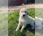Small Photo #2 Goldendoodle Puppy For Sale in HERALD, CA, USA