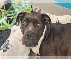 American Pit Bull Terrier-Unknown Mix Dogs for adoption in Rancho Cucamonga, CA, USA