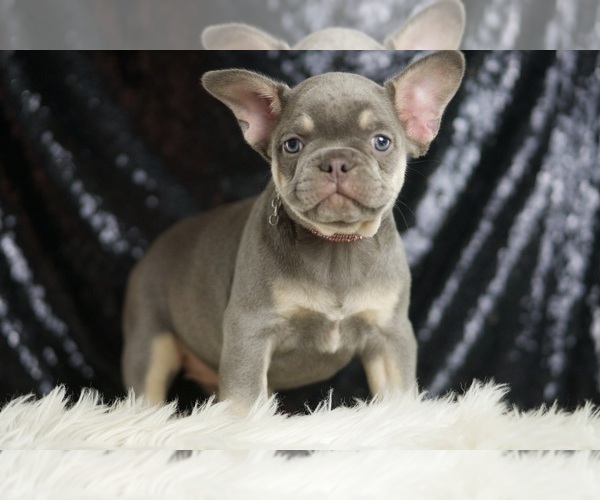 Medium Photo #5 French Bulldog Puppy For Sale in WARSAW, IN, USA