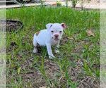 Small #6 Olde English Bulldogge