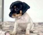 Puppy Teri Jack Russell Terrier